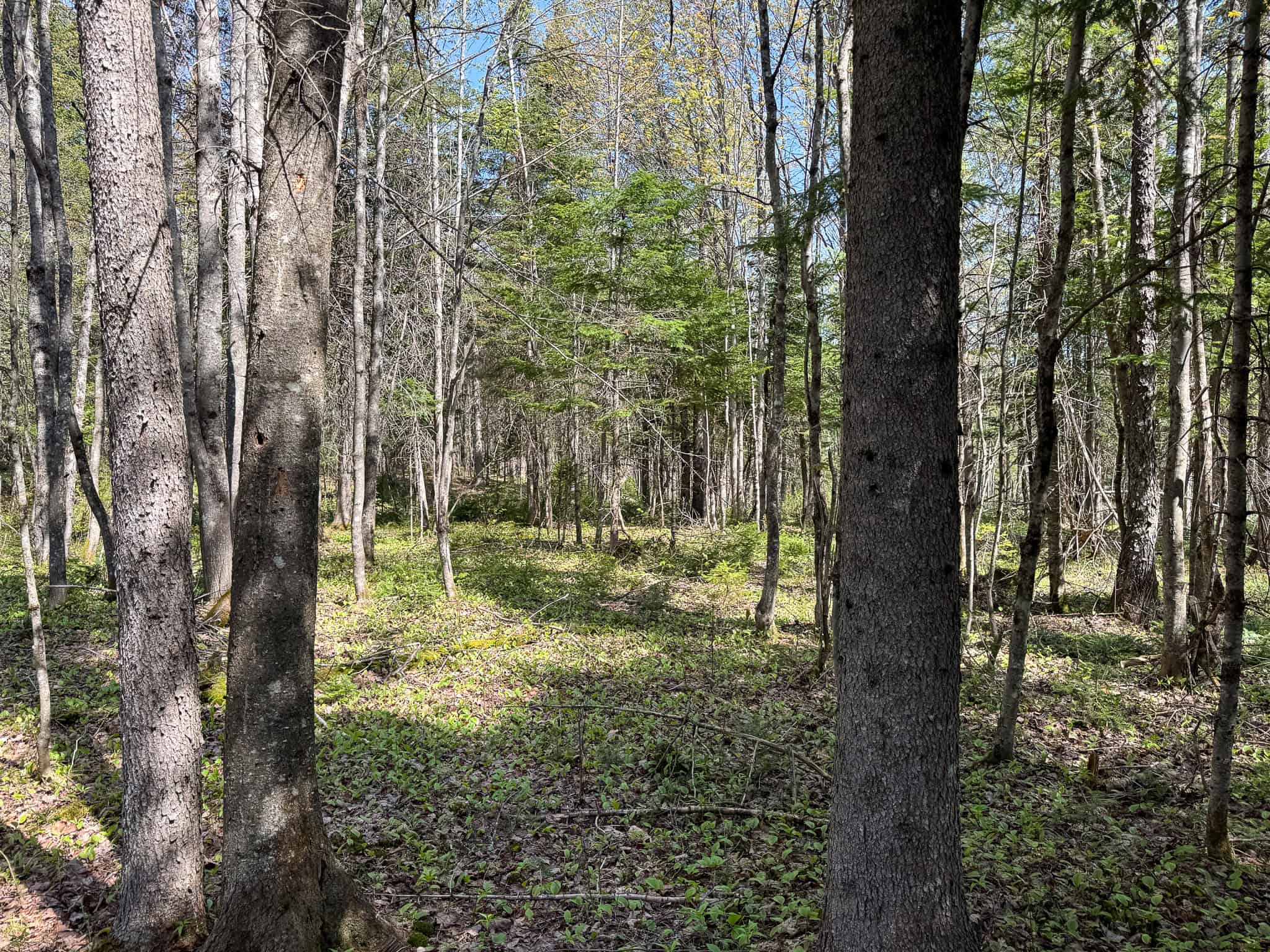 Escape to the Maine Woods – Off-Grid Getaway Cabin on 26± Acres