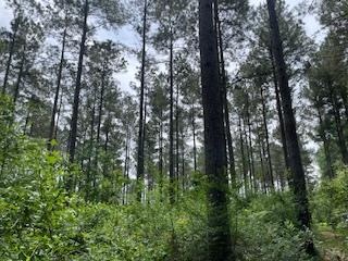 Turnkey Pike County, MS 70 Acres Hunting Property