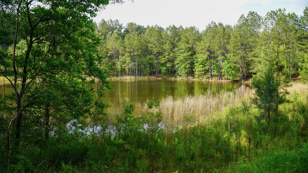 South Mississippi Hunting Paradise for Sale Amite County,MS