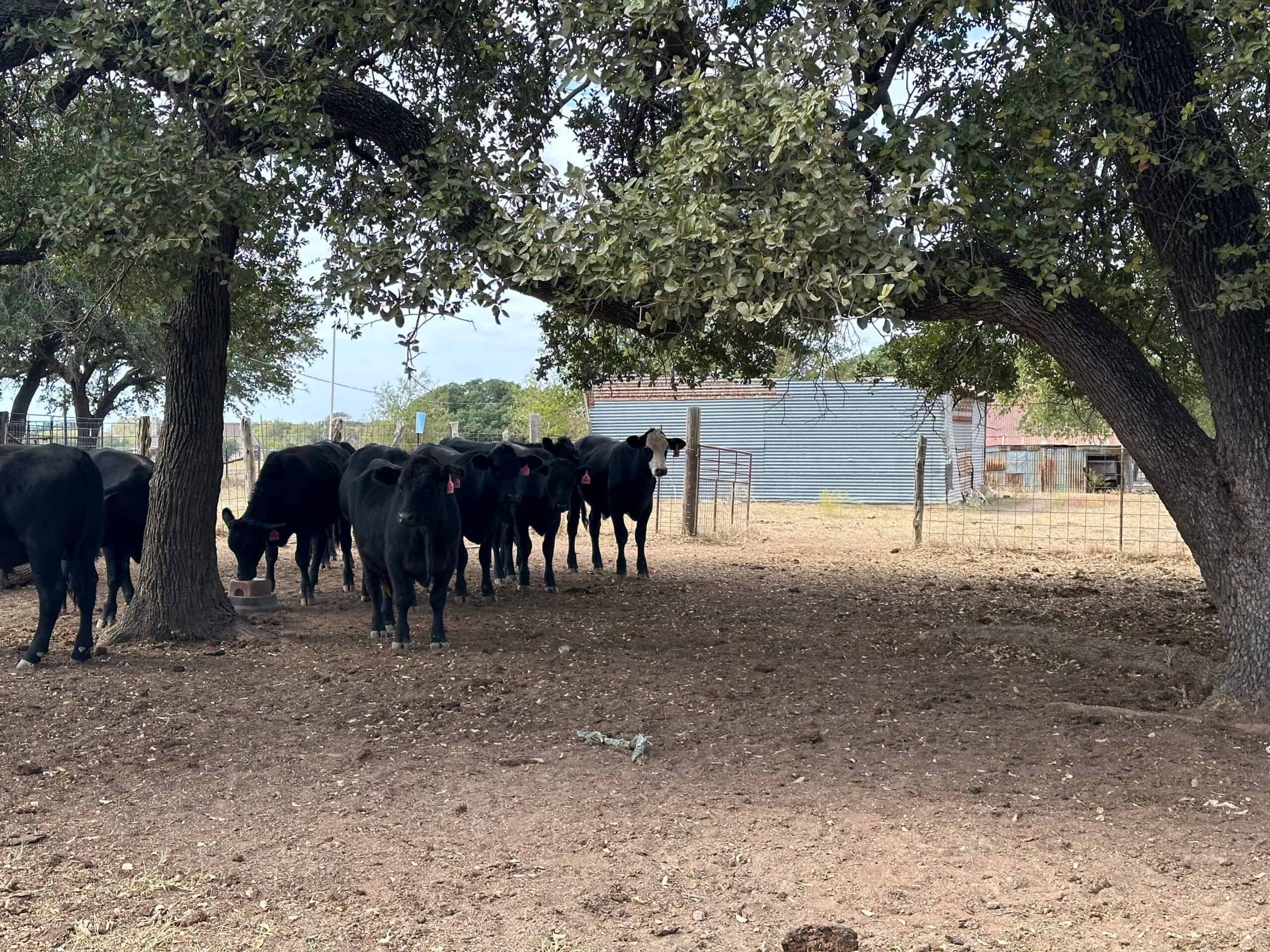 Serene 40 Acres in Central Texas