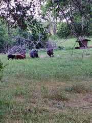 32-Acre Live Water Property with Leon River Frontage in Gatesville, TX