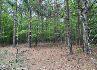 40 acres mol located just off of Wild Horse Trail in McCurtain, County, OK