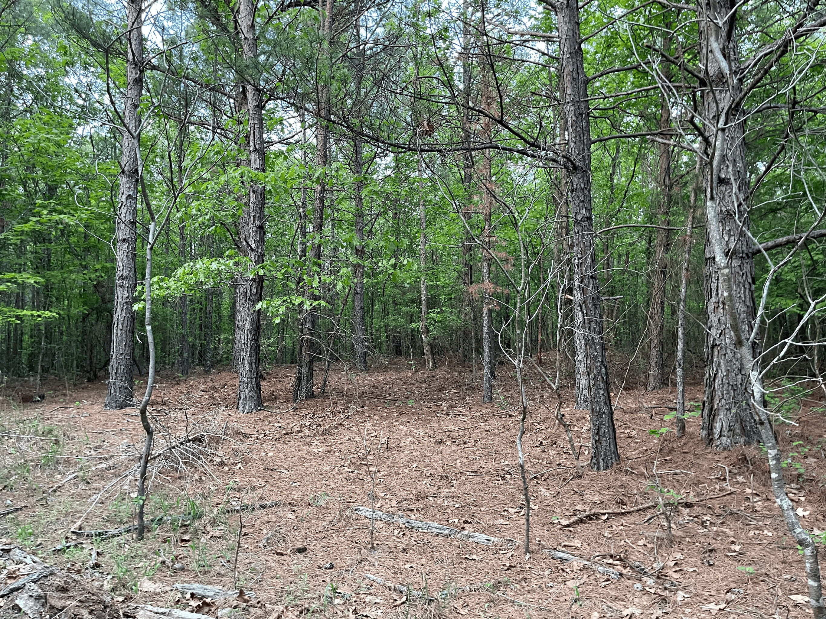 40 acres mol located just off of Wild Horse Trail in McCurtain, County, OK