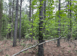 40 acres mol located just off of Wild Horse Trail in McCurtain, County, OK