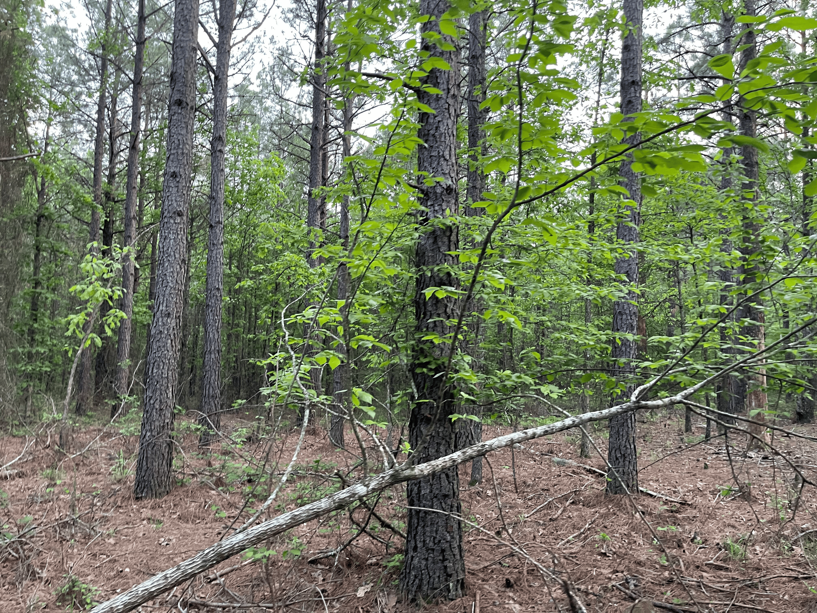 40 acres mol located just off of Wild Horse Trail in McCurtain, County, OK