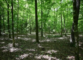 LAND FOR SALE IN TN, 95 AC+/-, CREEKS, HARDWOODS, HUNTING