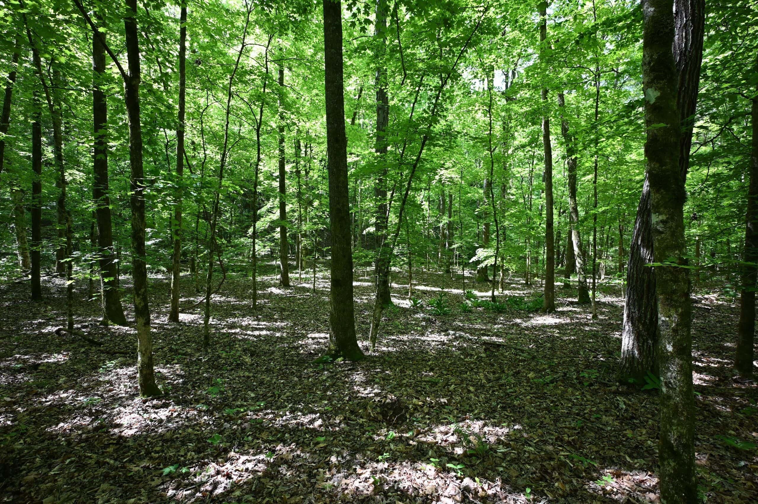 LAND FOR SALE IN TN, 95 AC+/-, CREEKS, HARDWOODS, HUNTING