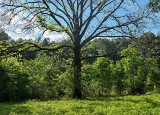 South Mississippi Hunting Paradise for Sale Amite County,MS