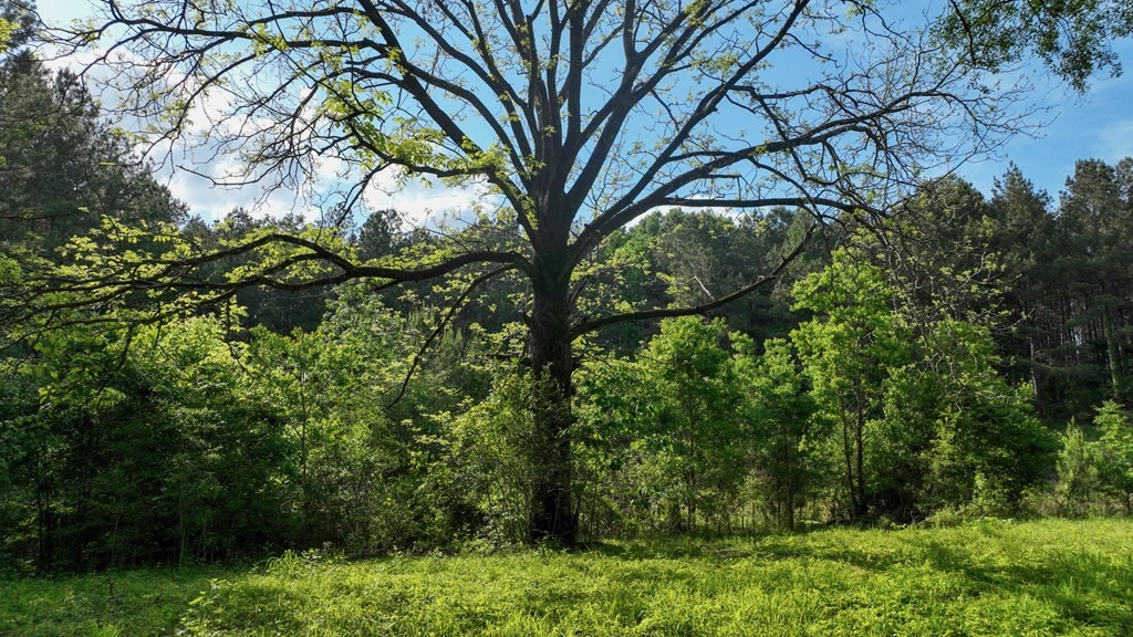 South Mississippi Hunting Paradise for Sale Amite County,MS