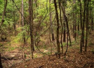Hunting Property Homochitto Nat’l Forest Wilkinson Co MS