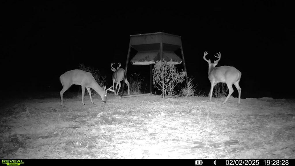 586 Hunting Land in the Catahoula Hills with Creek