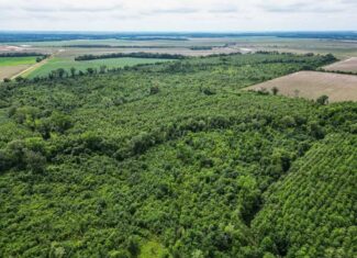 Hunting Land for Sale Morehouse Parish, LA