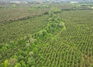 Hunting Land in Mousehouse Parish Near Bastrop, LA