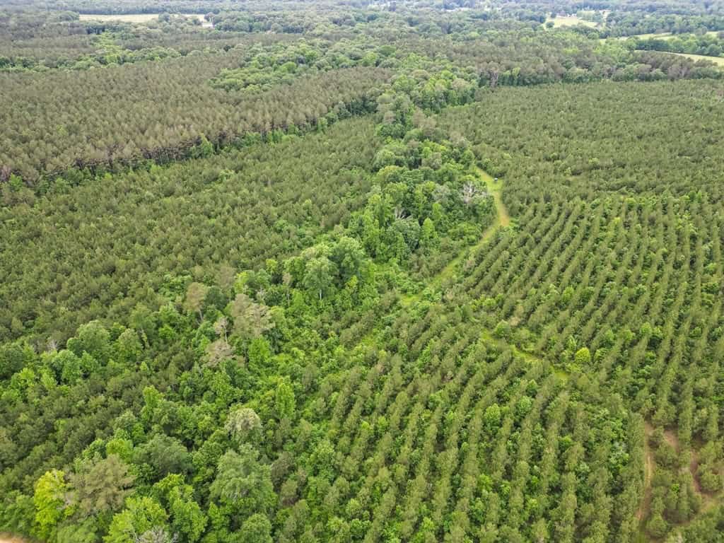 Hunting Land in Mousehouse Parish Near Bastrop, LA