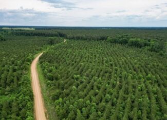 Hunting Land in Mousehouse Parish Near Bastrop, LA