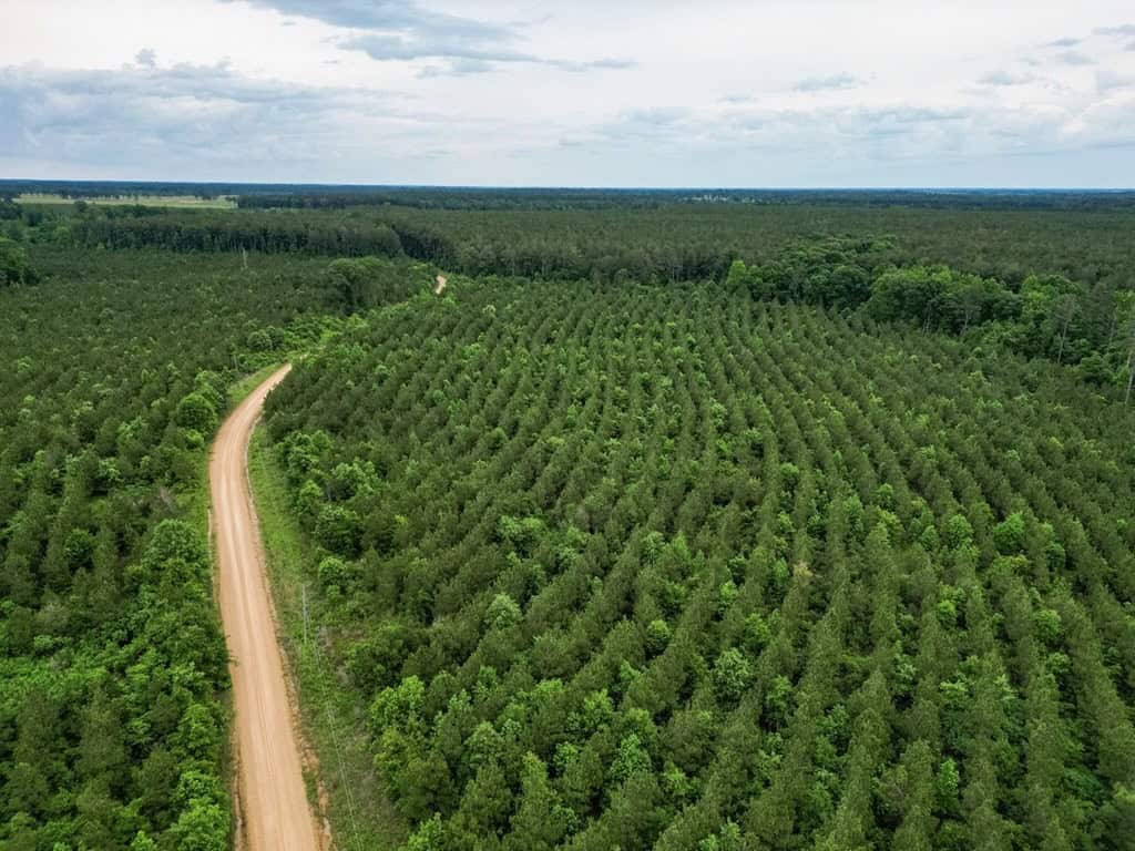 Hunting Land in Mousehouse Parish Near Bastrop, LA