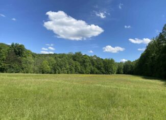 LAND FOR SALE IN TN, 39 AC+/-, CREEK, OPEN & WOODED, HUNTING