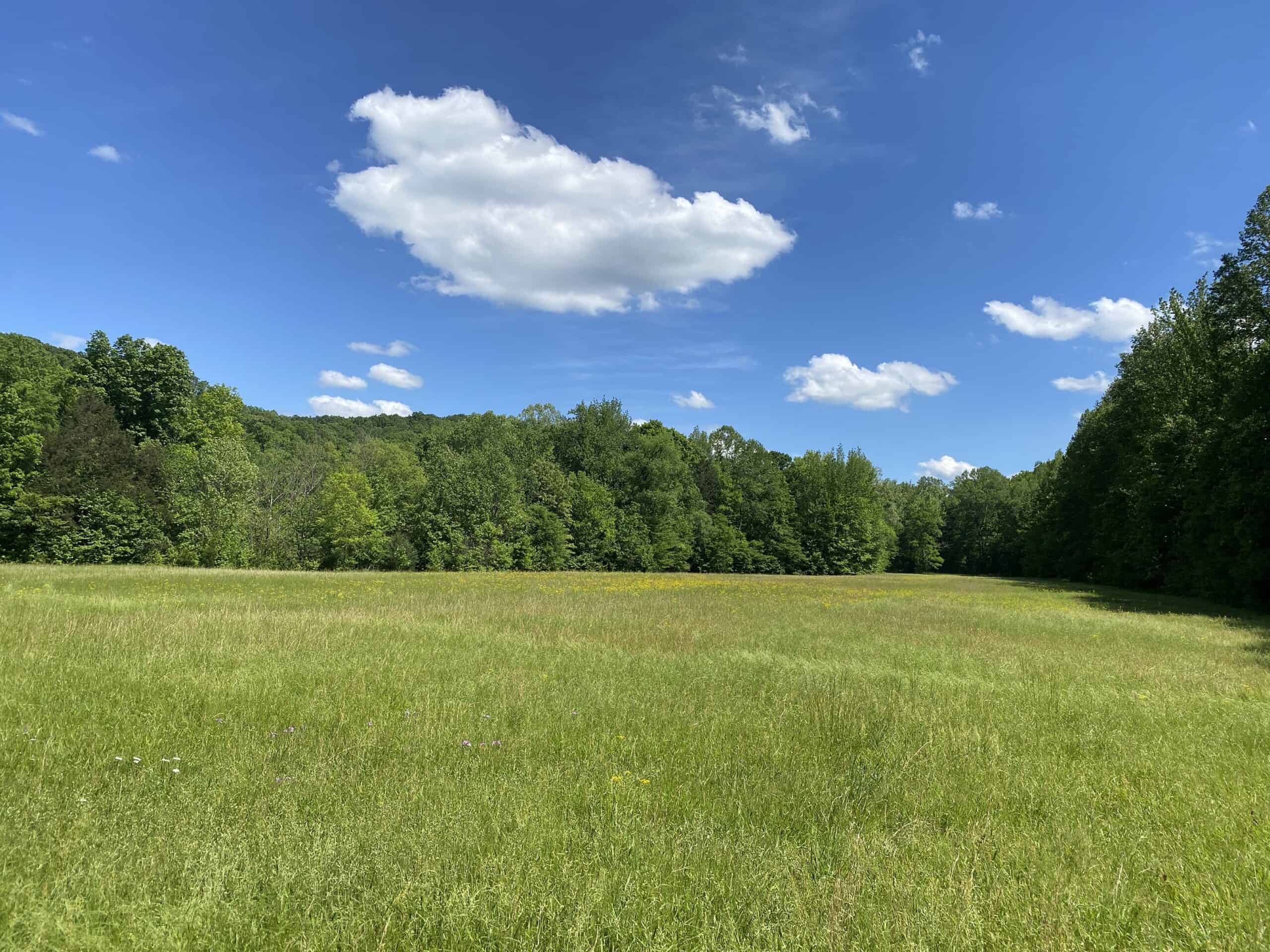 LAND FOR SALE IN TN, 39 AC+/-, CREEK, OPEN & WOODED, HUNTING