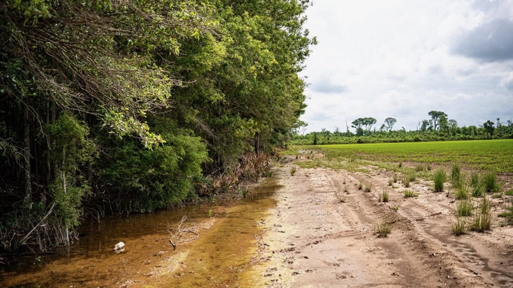 Hunting Land for Sale Morehouse Parish, LA