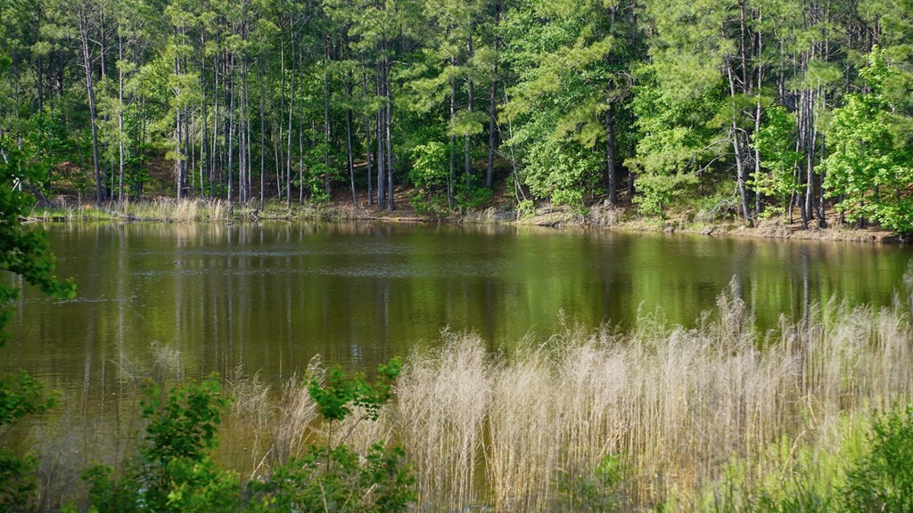 South Mississippi Hunting Paradise for Sale Amite County,MS