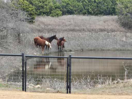 Stunning Country Estate on 70.78 Acres – Perfect for Ranching, Horses, and Serene Country Living