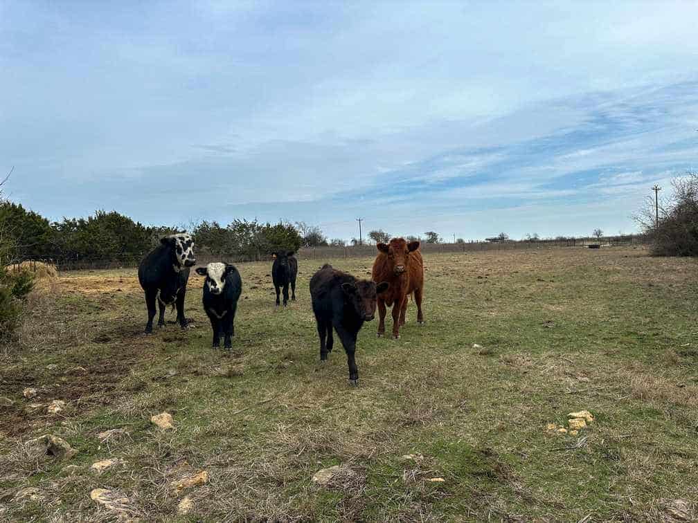 51.01 Acres for Sale in Gatesville, TX – Gated Entrance, Pond, and Stunning Views