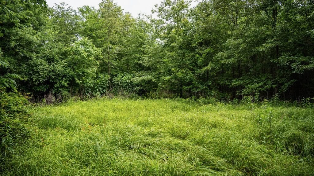 Hunting Land for Sale Morehouse Parish, LA