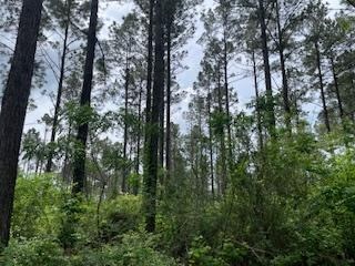 Turnkey Pike County, MS 70 Acres Hunting Property