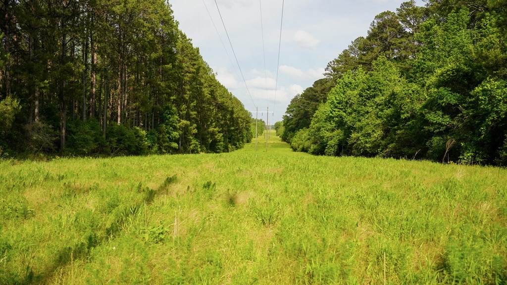 South Mississippi Hunting Paradise for Sale Amite County,MS