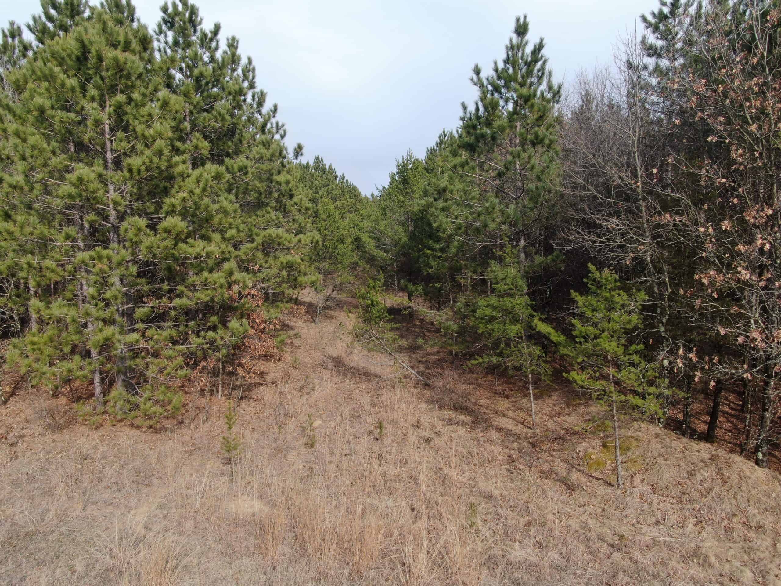 Juneau County 76 +/- Acre Parcel
