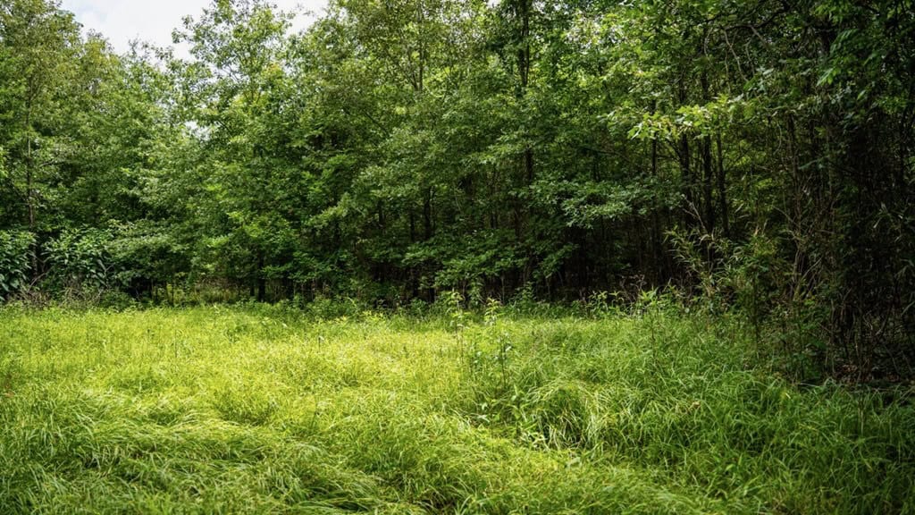Hunting Land for Sale Morehouse Parish, LA