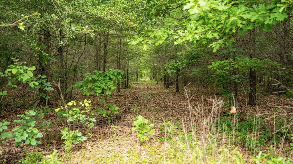Hunting Land for Sale Morehouse Parish, LA