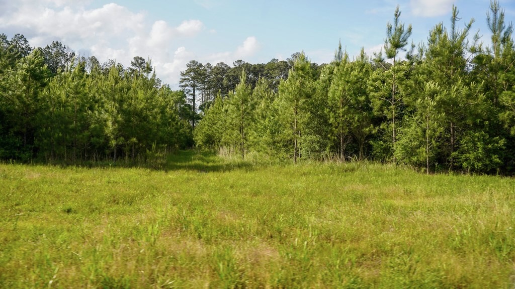 South Mississippi Hunting Paradise for Sale Amite County,MS