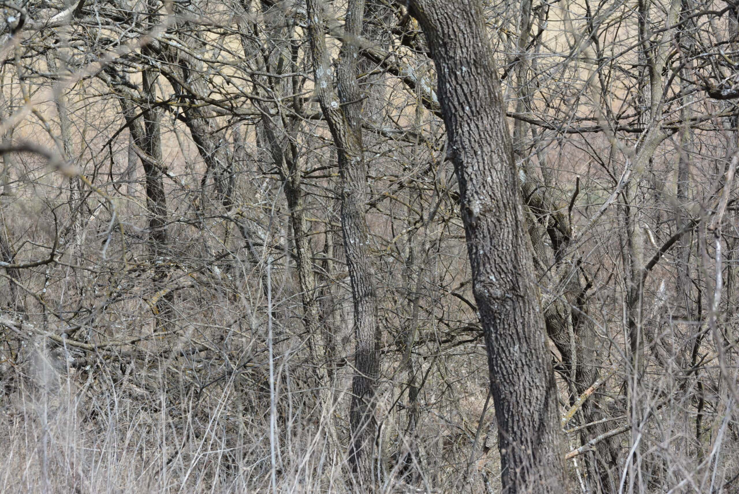 Hunting Land With Income – Mercer County, Missouri