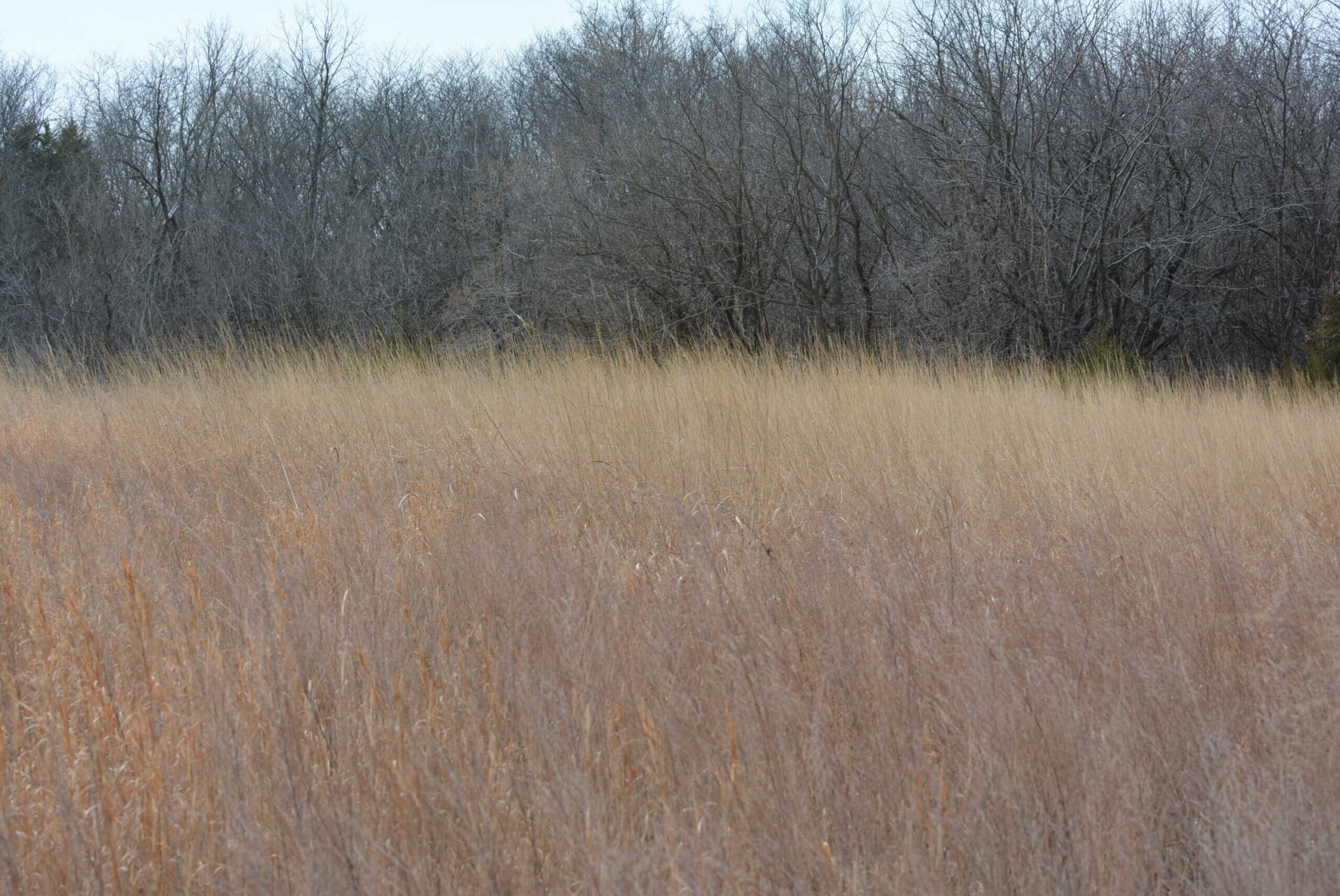 Hunting Land With Income – Mercer County, Missouri
