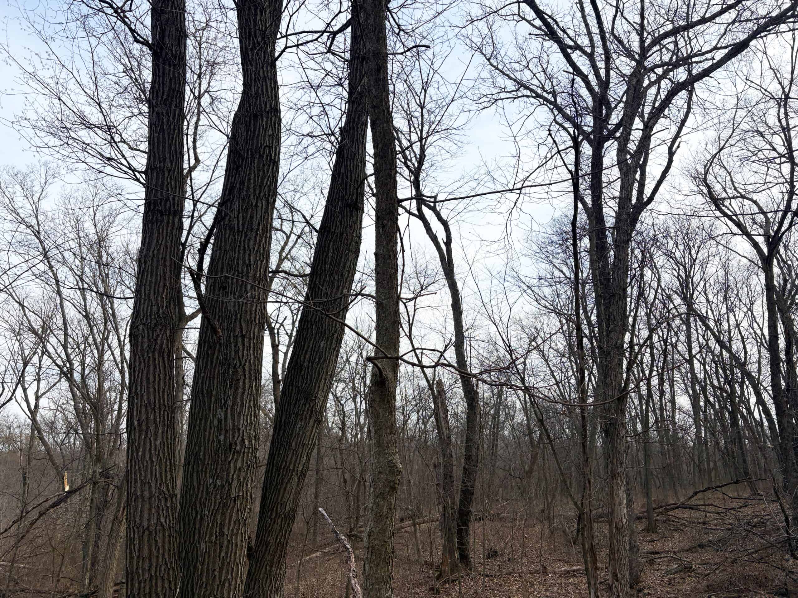 Hunting Land With Income – Mercer County, Missouri