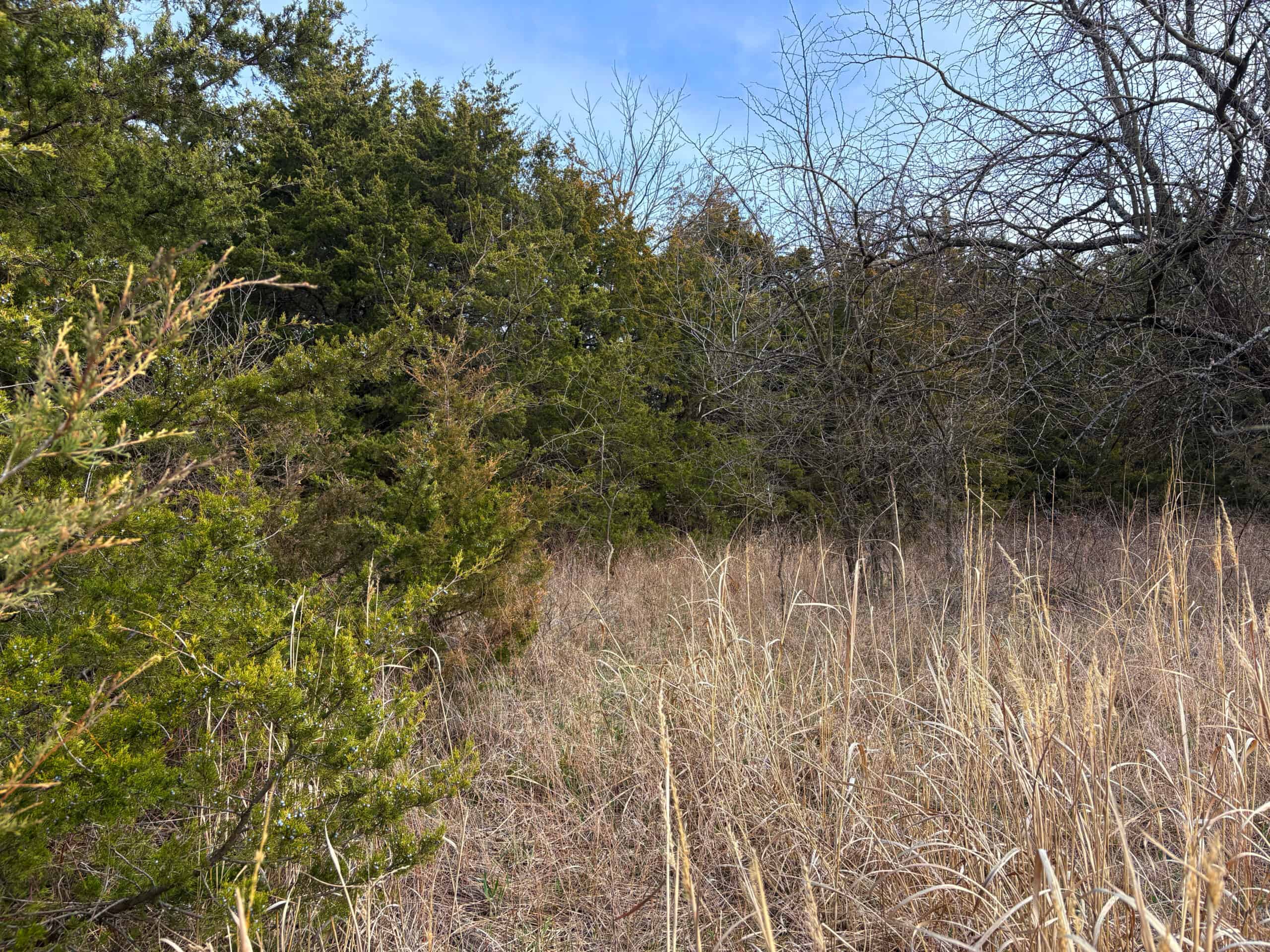 Hunting Land With Income – Mercer County, Missouri