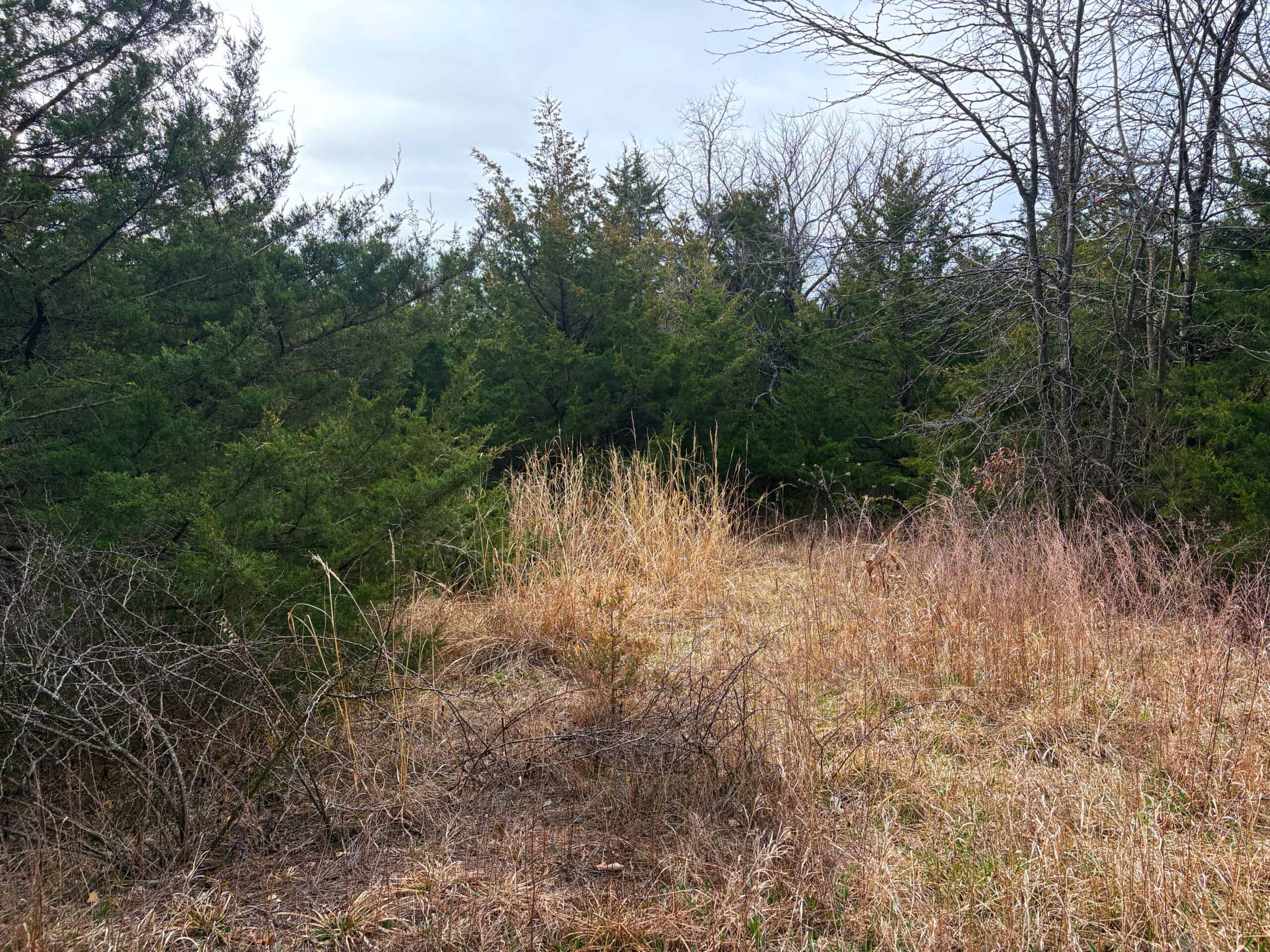 Hunting Land With Income – Mercer County, Missouri