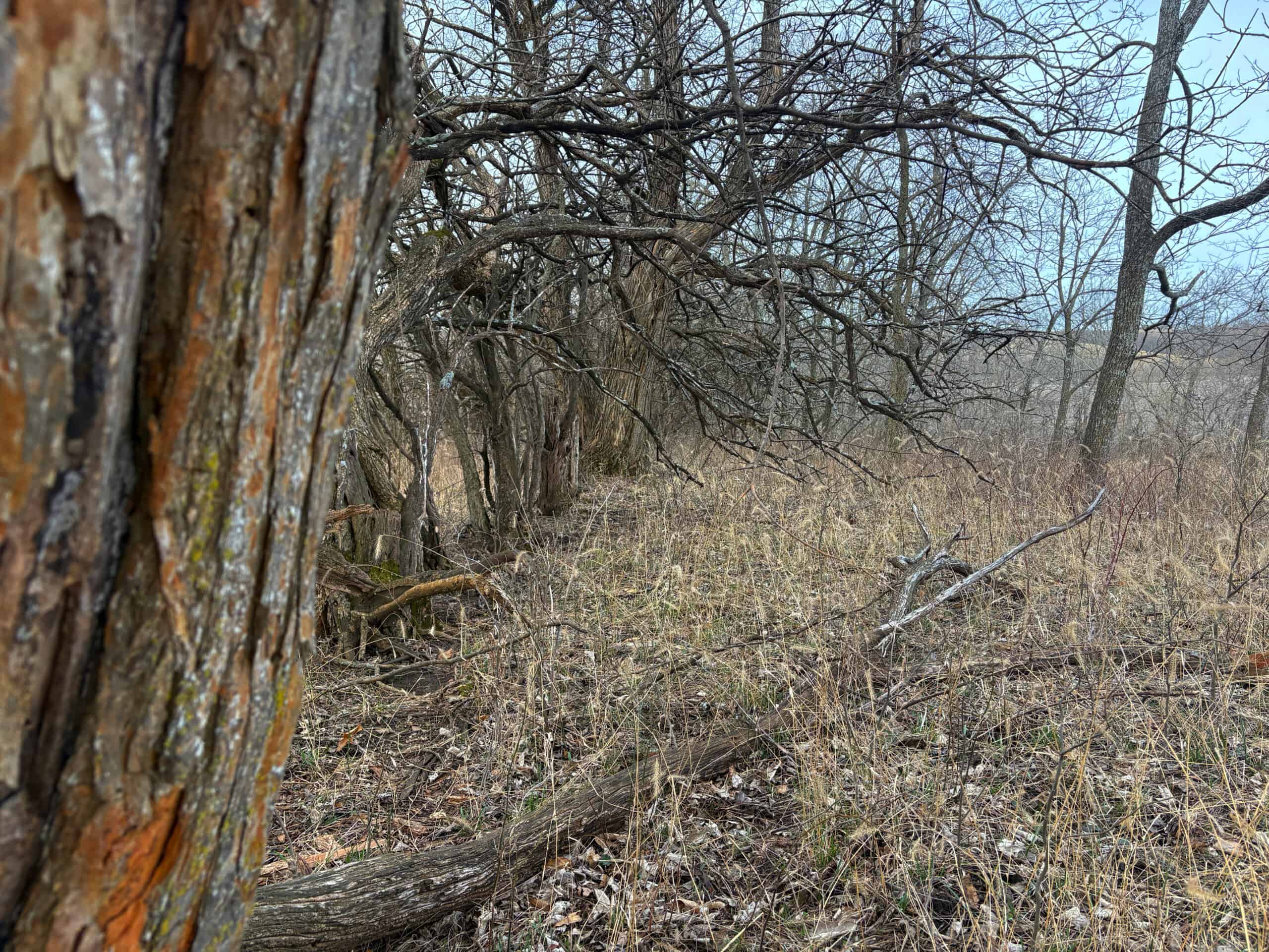 Hunting Land With Income – Mercer County, Missouri