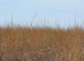 Hunting Land With Income – Mercer County, Missouri
