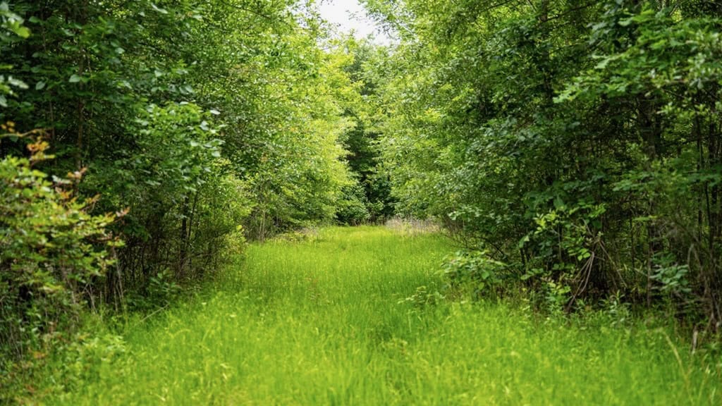 Hunting Land for Sale Morehouse Parish, LA