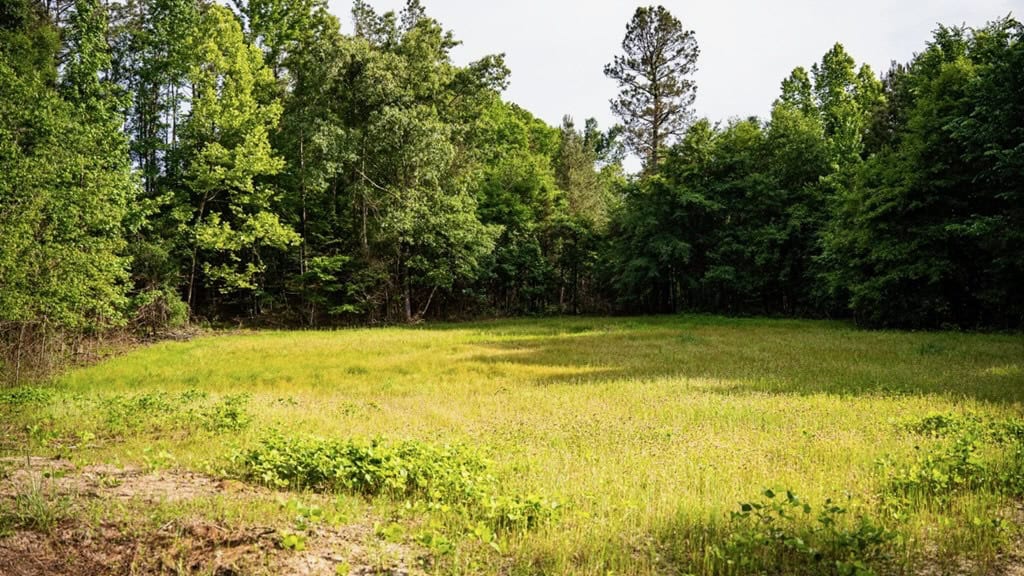 586 Hunting Land in the Catahoula Hills with Creek