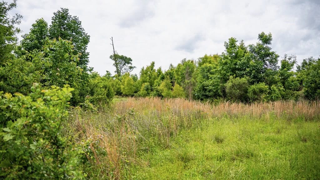 Hunting Land for Sale Morehouse Parish, LA