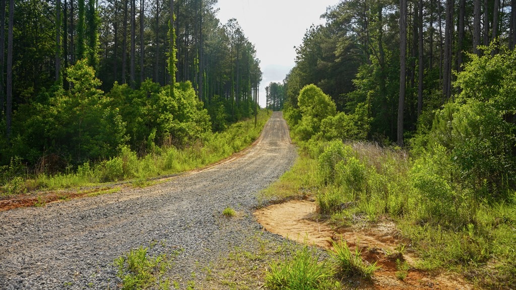 South Mississippi Hunting Paradise for Sale Amite County,MS