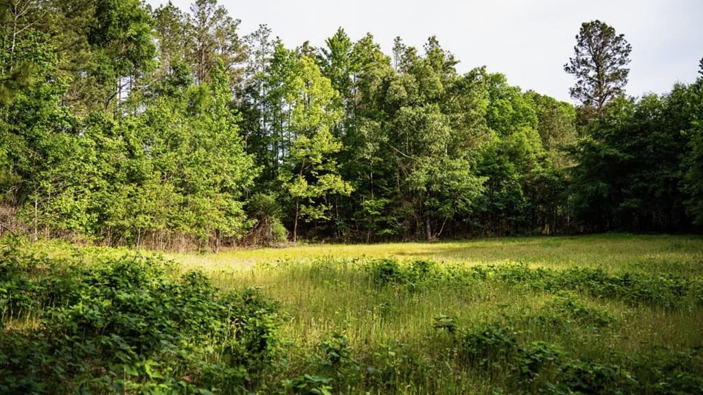 586 Hunting Land in the Catahoula Hills with Creek