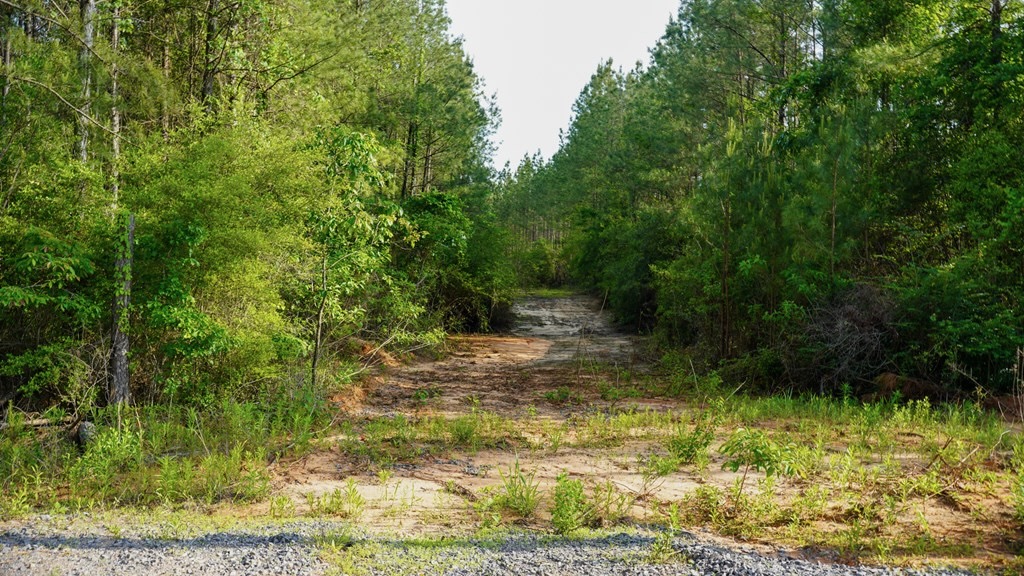 South Mississippi Hunting Paradise for Sale Amite County,MS