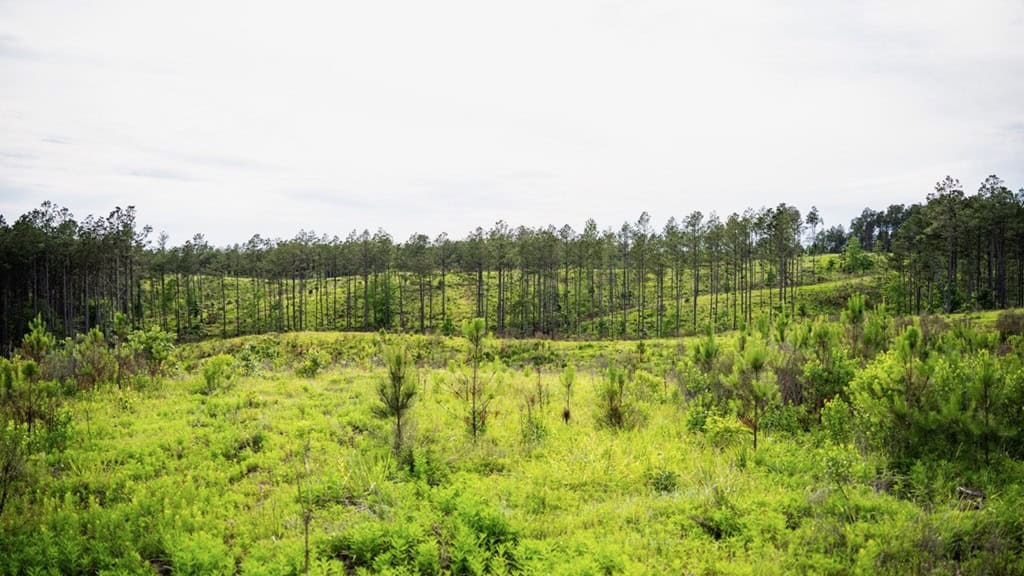 586 Hunting Land in the Catahoula Hills with Creek