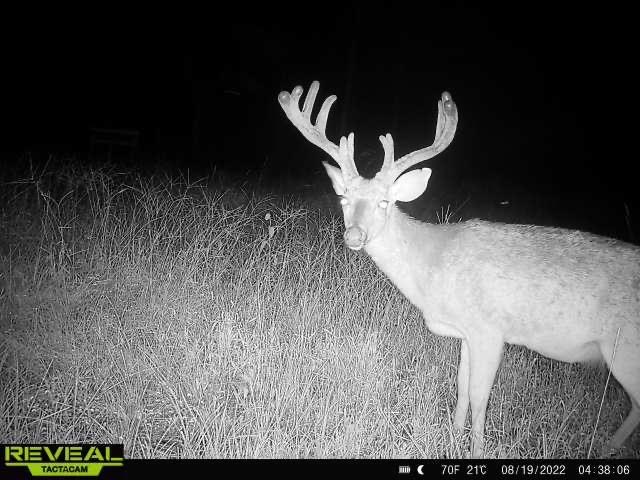 Turnkey Pike County, MS 70 Acres Hunting Property