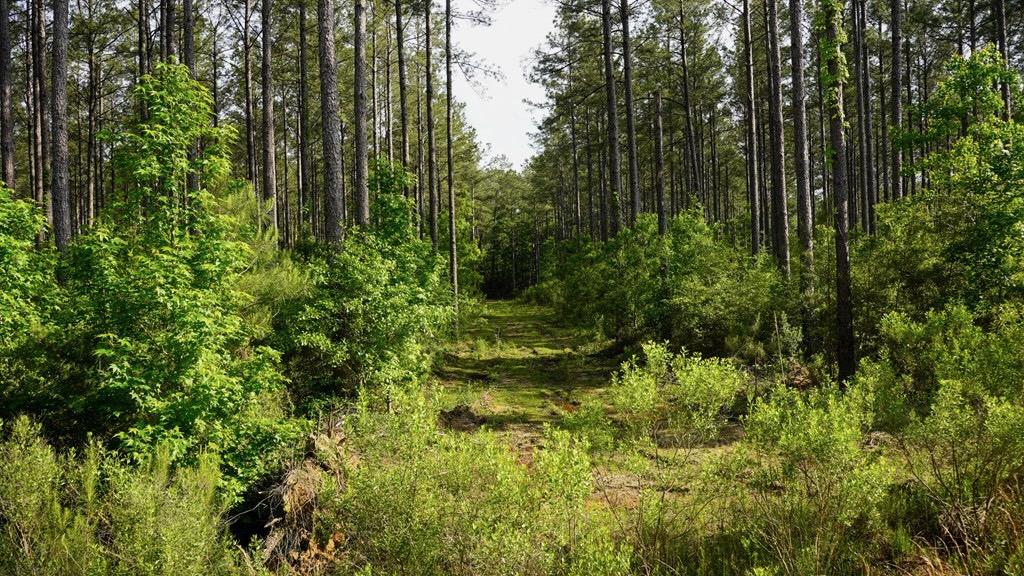 South Mississippi Hunting Paradise for Sale Amite County,MS