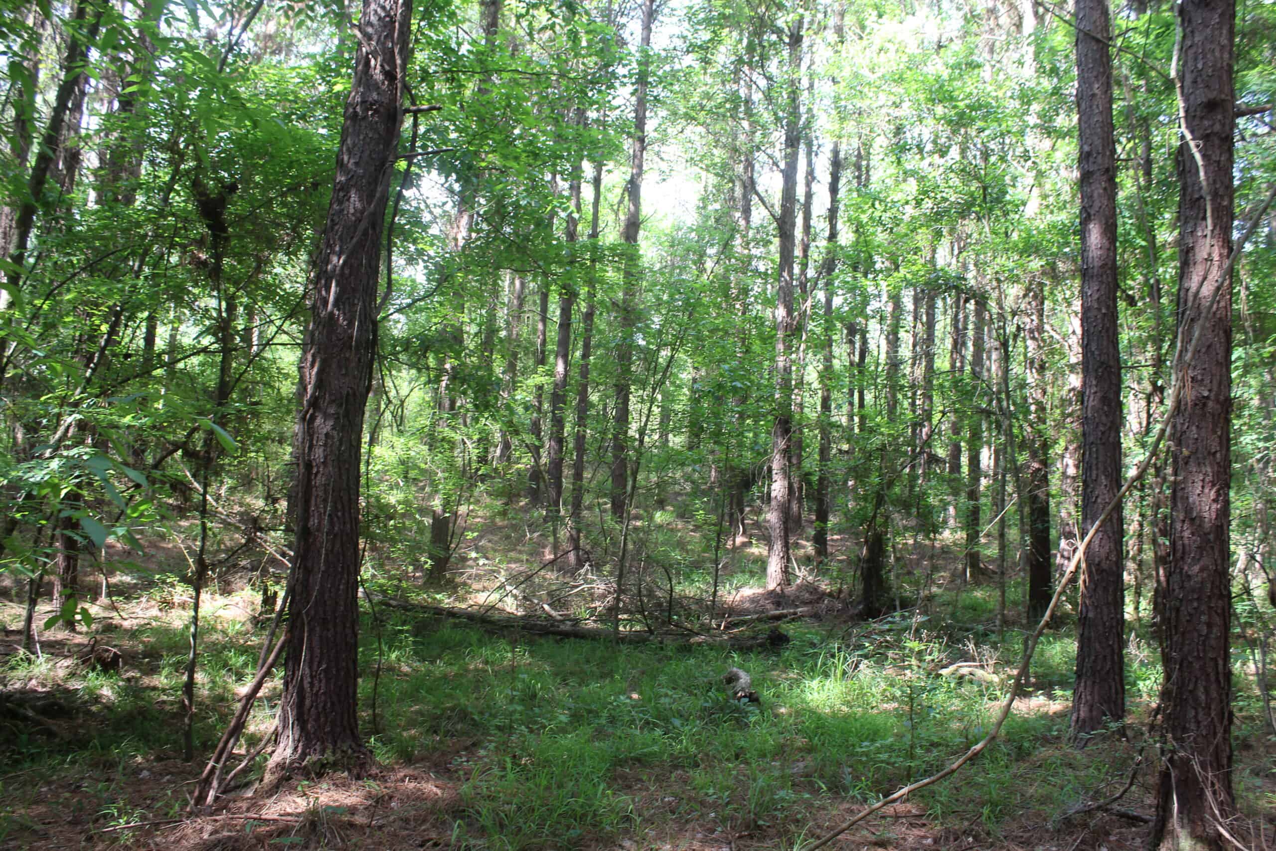 38.9 Acres of Hunting Land Lincoln County Mississippi